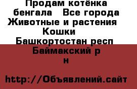 Продам котёнка бенгала - Все города Животные и растения » Кошки   . Башкортостан респ.,Баймакский р-н